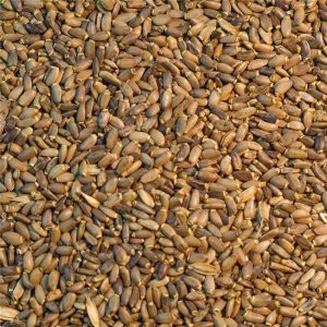 Graines Chardon Marie