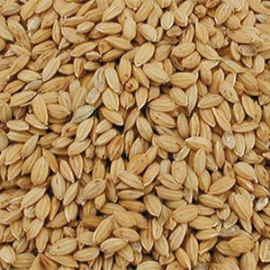 -60%  Riz Paddy